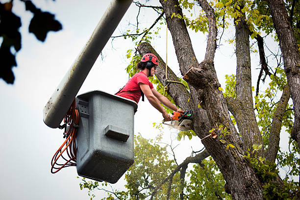 Tree Service